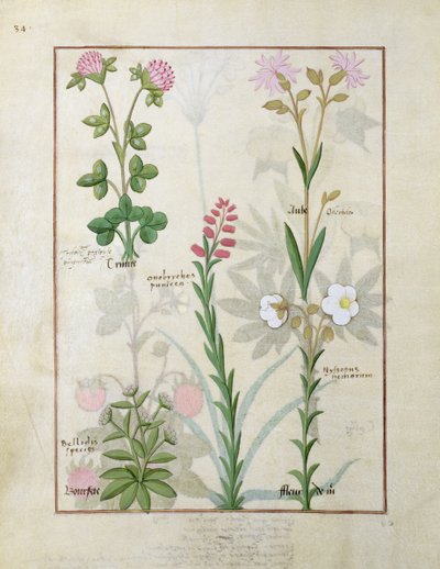 Red Clover and Aube, Bellidis Species, Onobrychis and Hyssopus Nemorum, illustration from The Book of Simple Medicines by Robinet Testard